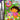 Main Image | Dora the Explorer Super Star Adventures GameBoy Advance