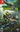 Turok