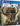 Far Cry Primal [Deluxe Edition]